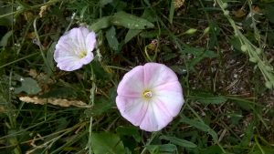 WP_20180702_14_59_02_Pro