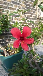 WP_20180717_18_52_59_Pro