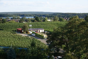 Blick zum Weinberg