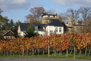 Weinberg im Herbst - Blick auf die Wachtelburg